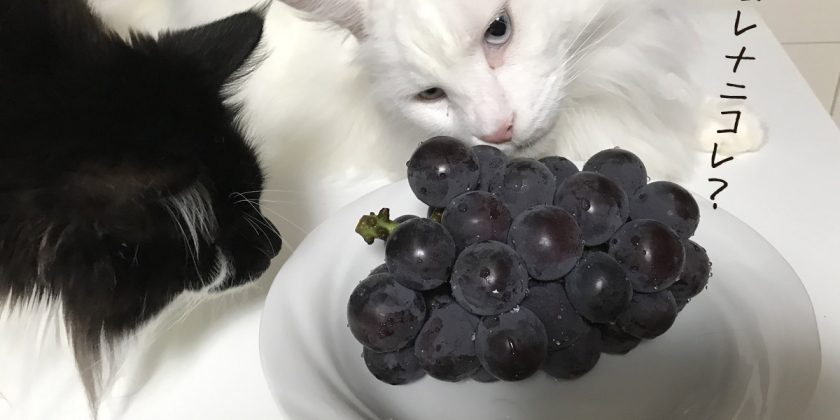 美味しい葡萄